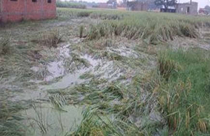 फिरोजपुर में नहर टूटने से 400 एकड़ धान की फसल जलमग्न, किसानों की बढ़ी चिंता