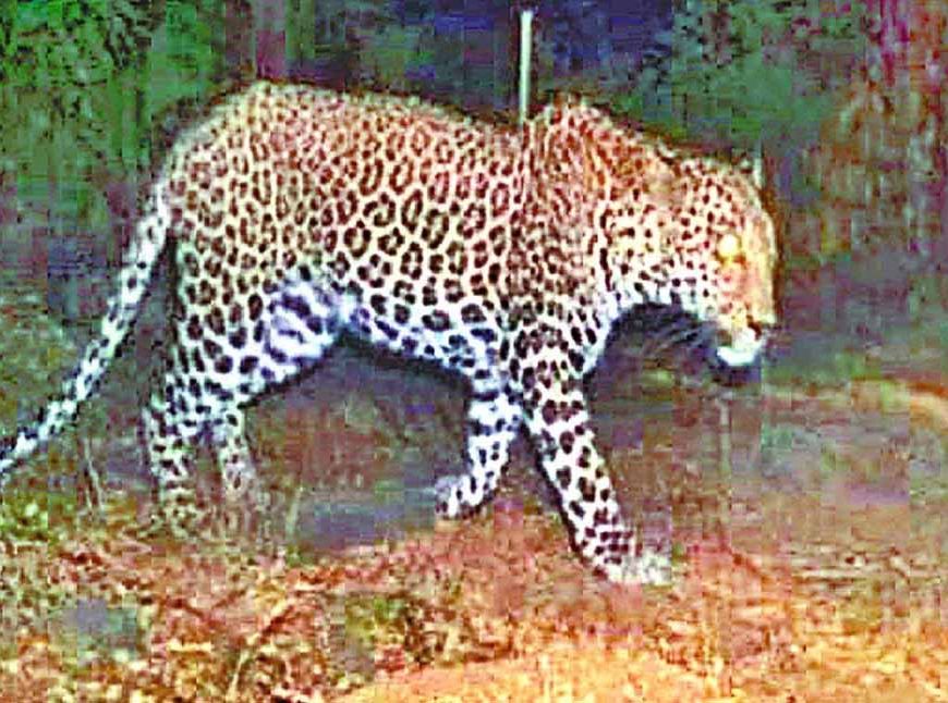 पंजाब के तेंदुओं को आबादी से दूर रखने के लिए कलेसर में बनेंगे घास के मैदान
