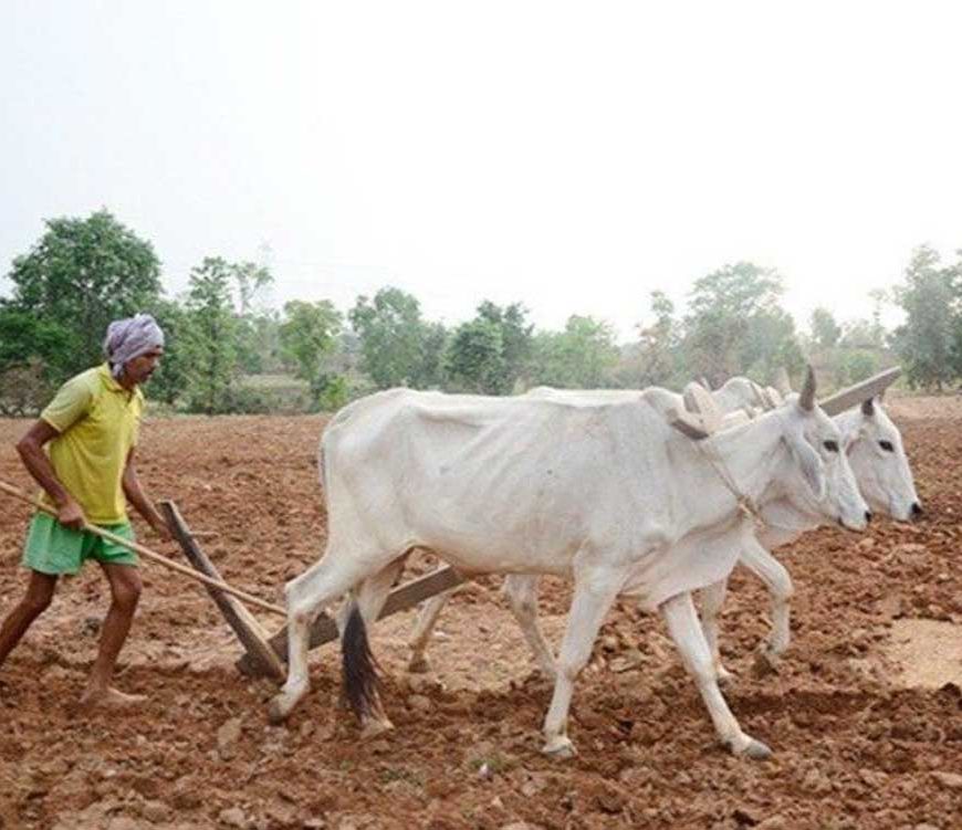 प्रदेश में मानसून के दस्तक के साथ ही खेती-किसानी में तेजी