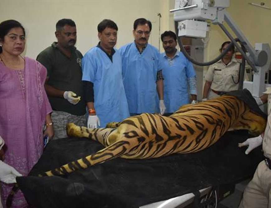 खिवनी अभयारण्य से लाए गए घायल बाघ "युवराज" का वन विहार में हो रहा उपचार