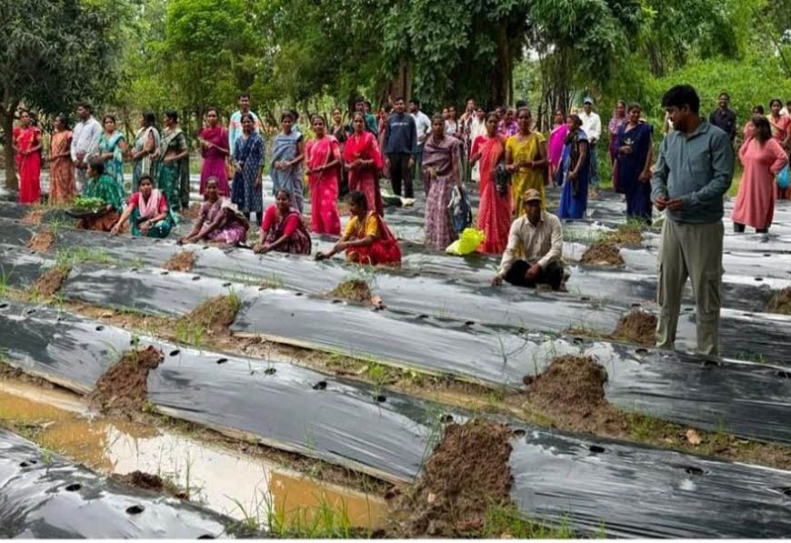 ​रायपुर : ​जलवायु परिवर्तन के दौर में किसानों के लिए वरदान बनेगी ग्राफ्टेड सब्जी: धमतरी में वैज्ञानिक प्रशिक्षण संपन्न
