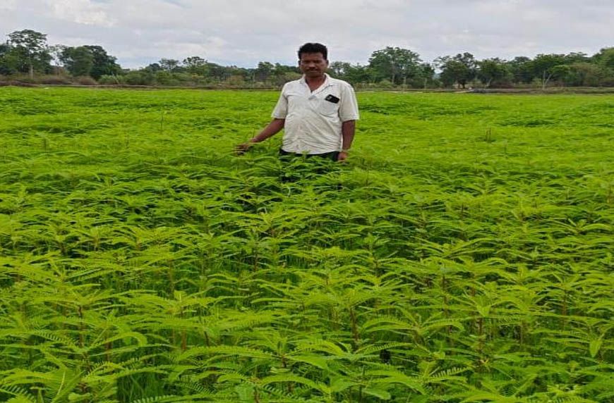 हरी खाद से संवर रही खेतों की सेहत, प्राकृतिक खेती की मिसाल बने किसान नरेंद्र सिंह