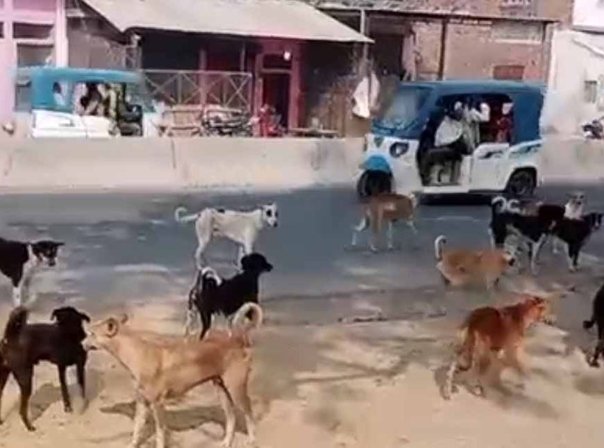 4 साल की मासूम पर आवारा कुत्तों का जानलेवा हमला, तड़प-तड़प कर गई जान