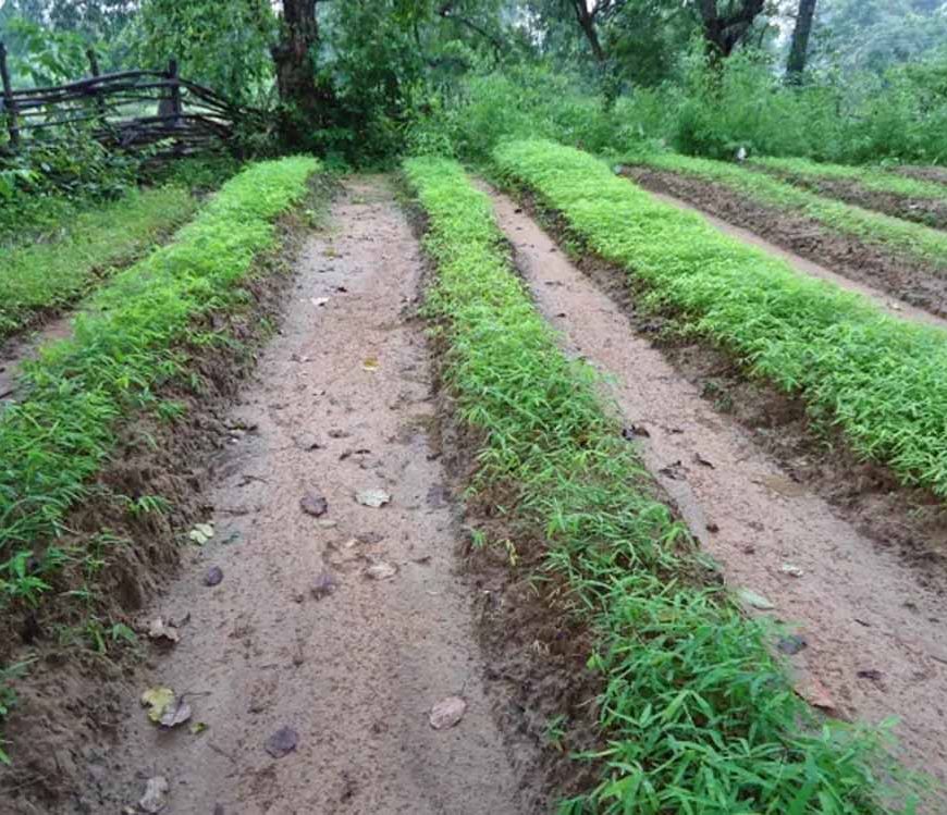 अबूझमाड़ के जंगलों में होगी कॉफी की खेती, ओडिशा में ट्रेनिंग लेंगे अधिकारी