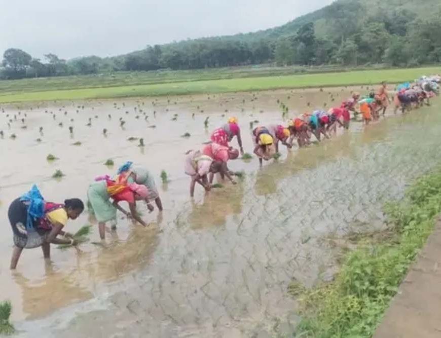 लगातार बारिश से पंच परगना में धान रोपाई ने पकड़ी रफ्तार, किसानों के चेहरे खिले