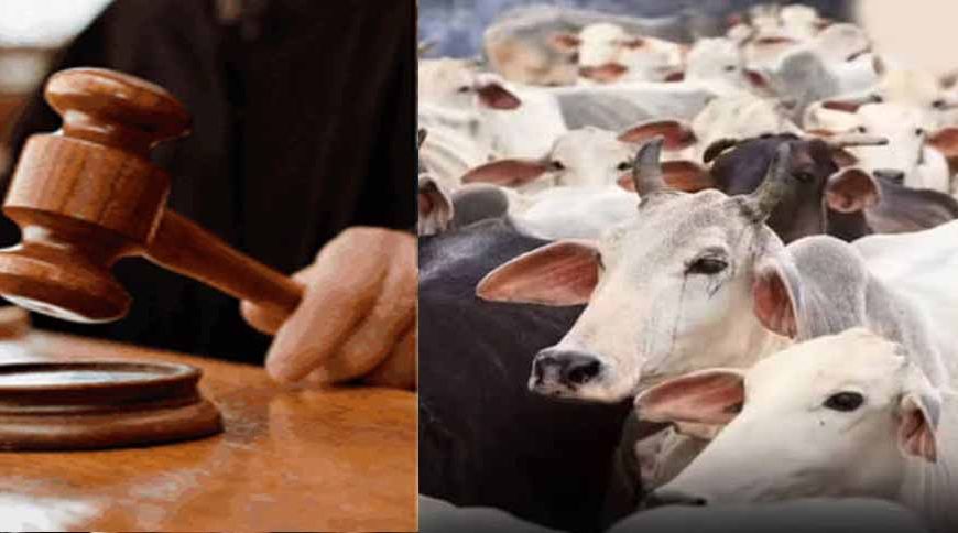 जब्त मवेशियों की कस्टडी पर बड़ा फैसला आएगा, हाईकोर्ट तय करेगी कोर्ट के अधिकार