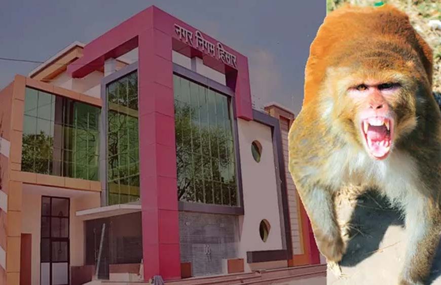 हिसार में बंदरों के आतंक से राहत की तैयारी, नगर निगम ने जारी किया टेंडर