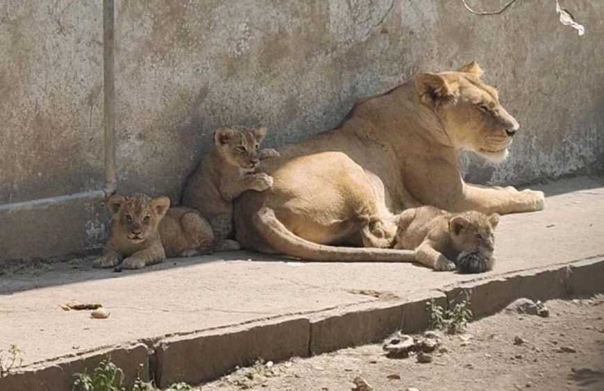 दिल्ली चिड़ियाघर में शेरनी महागौरी ने तीन स्वस्थ शावकों को दिया जन्म सोमवार