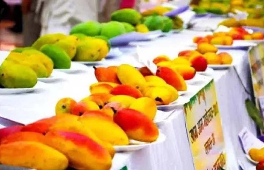 पिंजौर मैंगो फेस्टिवल में दिखेंगी आम की 400 से ज्यादा अनोखी किस्में