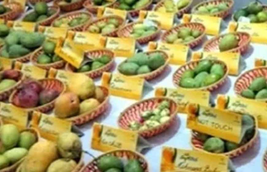 Panchkula Mango Mela: 400 से ज्यादा किस्मों के आम का लें स्वाद, फलों के शौकीनों के लिए खास मौका