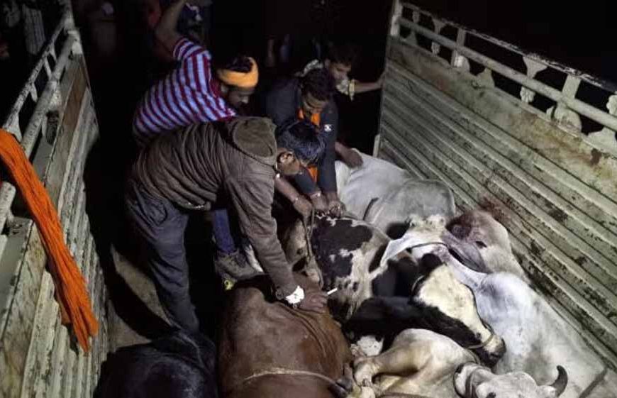 पंजाब में 3 गायों के कटे सिर और 2 क्विंटल मांस बरामद, 2 आरोपी गिरफ्तार