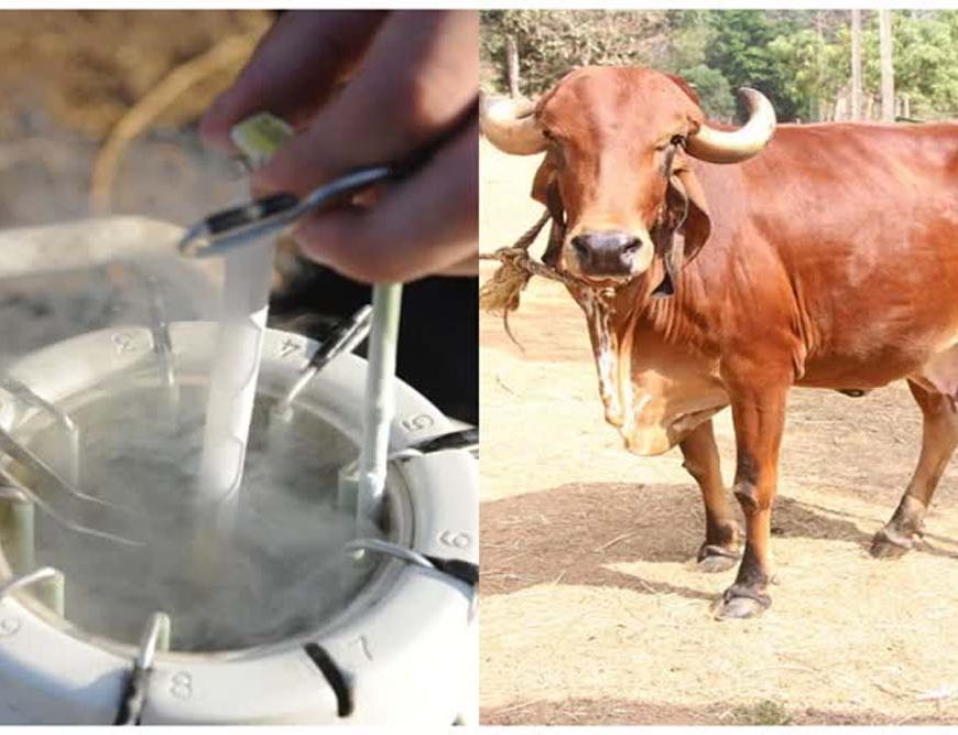 राजस्थान में जेंडर सॉर्टेड सीमन तकनीक को मिली वैज्ञानिक पुष्टि