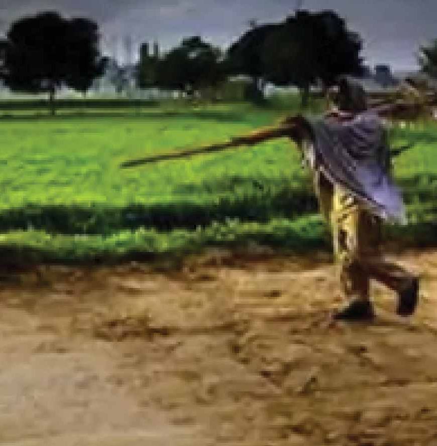 CG में बारिश थमते ही खेती पर असर, बोवनी और रोपाई का काम हुआ प्रभावित
