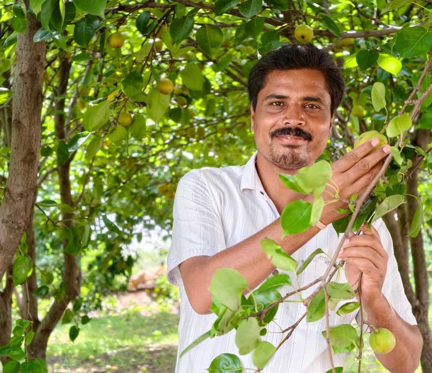 मैनपाट में 'नाशपाती' की मिठास
