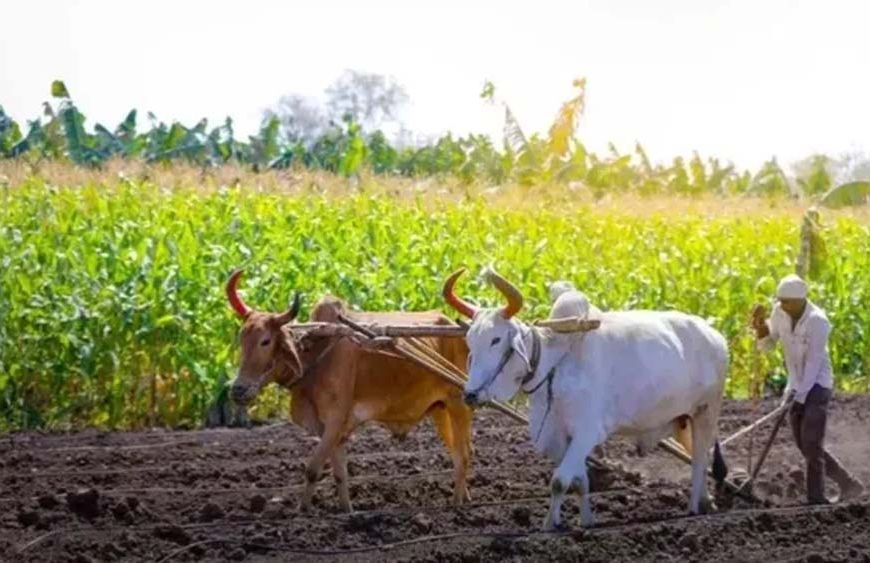 हरियाणा किसानों के लिए 31 जुलाई तक फसल पंजीकरण का अंतिम मौका जारी