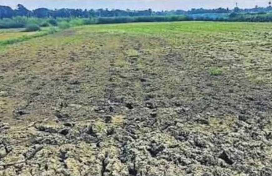 बस्तर संभाग में बारिश की बेरुखी से बढ़ी सूखे की चिंता, किसान परेशान