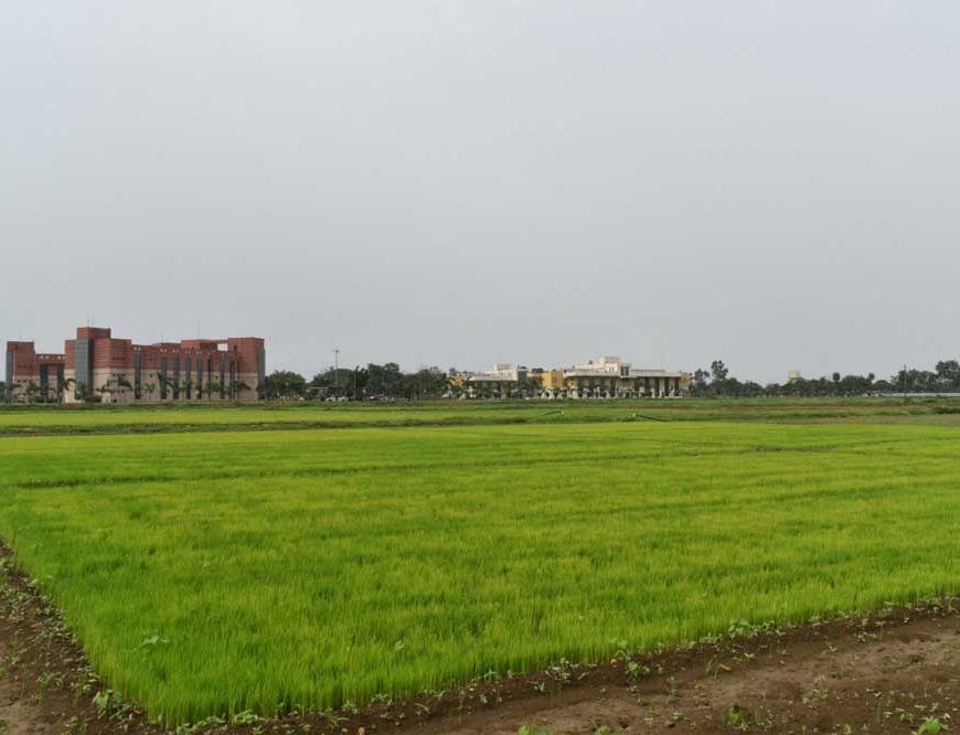 विलंबित मानसून के बीच धान किसानों के लिए आईसीएआर-एनआईबीएसएम की विशेष सलाह