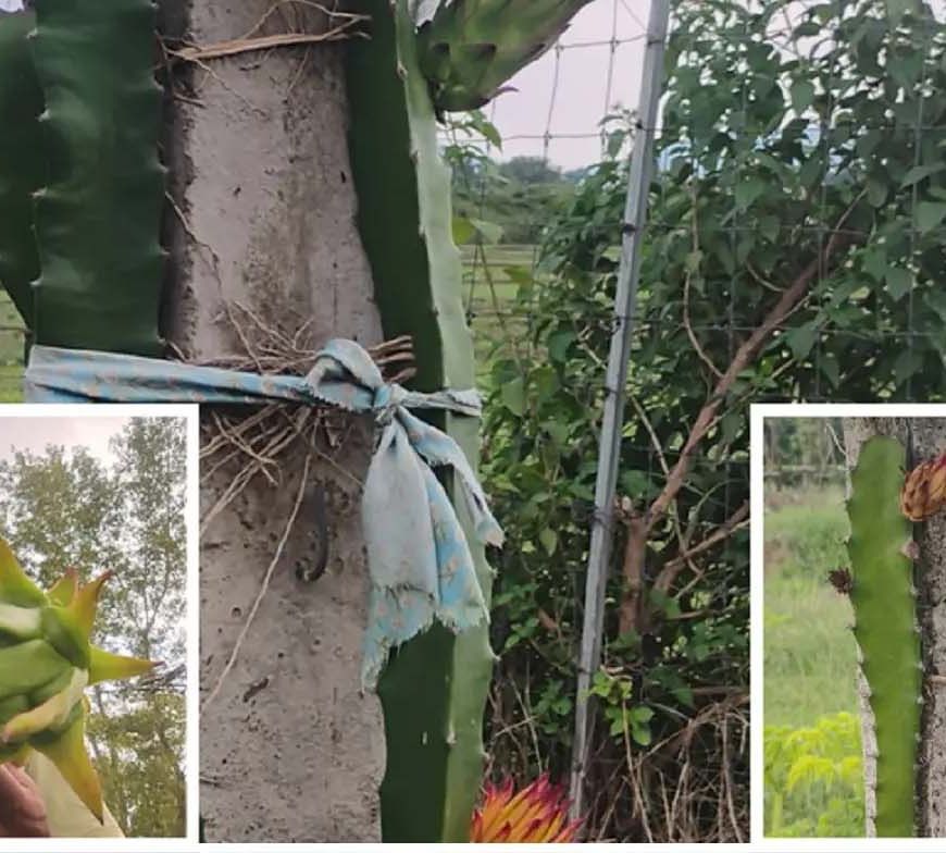 बंजर जमीन पर ड्रैगन फ्रूट की खेती से लातेहार किसान की बदली किस्मत