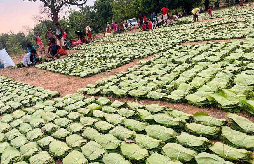 गीदम समिति ने रचा इतिहास, 38 वर्षों में सबसे अधिक कीमत पर बिका तेंदूपत्ता
