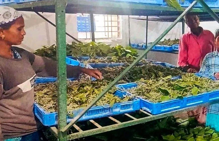 नारायणपुर में रेशम से बुनी जा रही आत्मनिर्भरता की नई कहानी, कोसापालन ने बदली ग्रामीणों की तकदीर