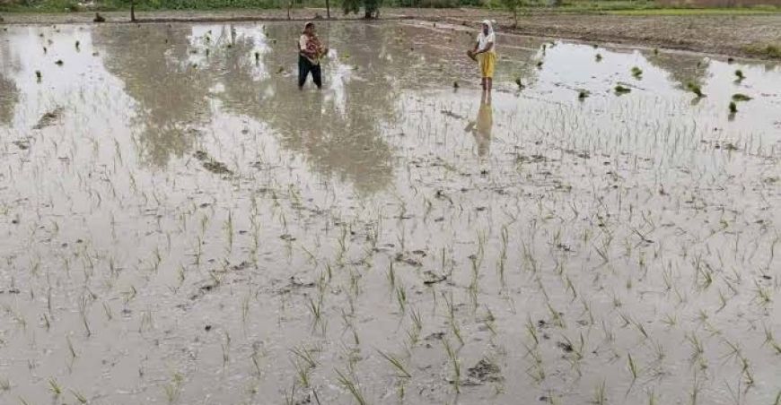 मॉनसूनी बारिश से खिले किसानों के चेहरे, धान रोपनी हुई तेज