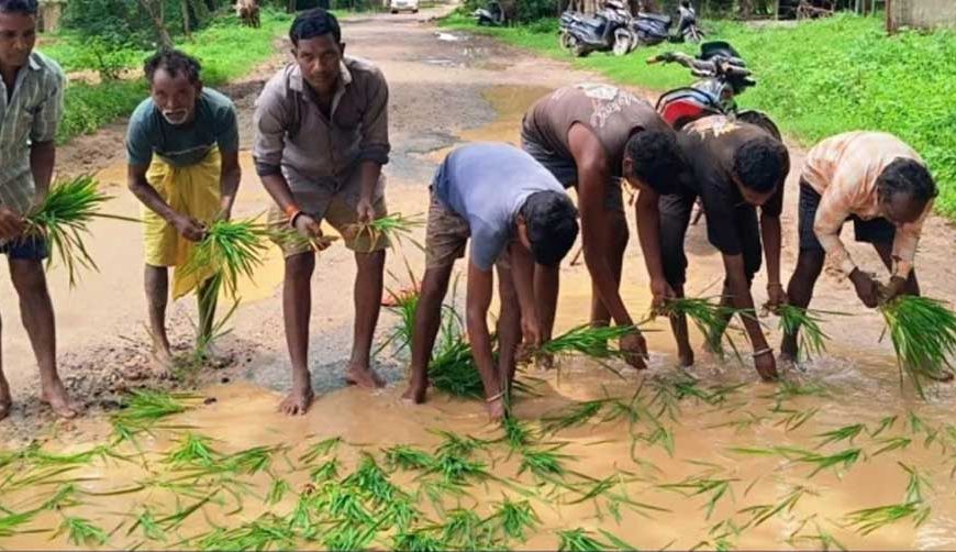 सड़क नहीं बनी तो गड्ढों में उगा दी धान, सूरजपुर में ग्रामीणों का अनोखा विरोध प्रदर्शन