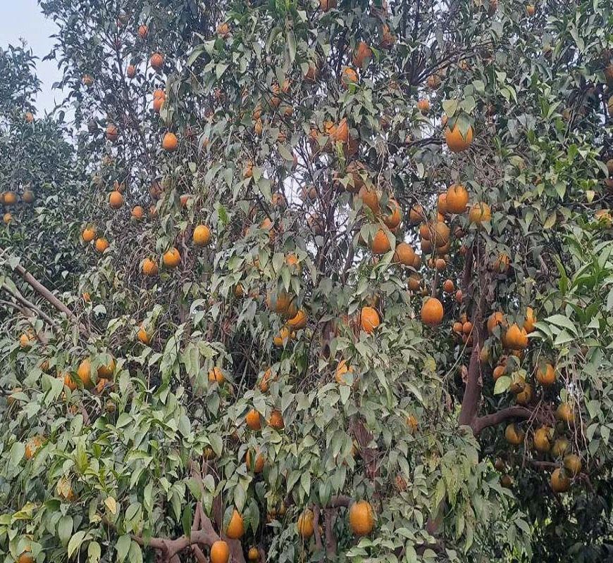 राजस्थान के 7 कृषि उत्पादों को मिलेगा GI टैग, किन्नू से सांगरी तक बनेगी नई पहचान