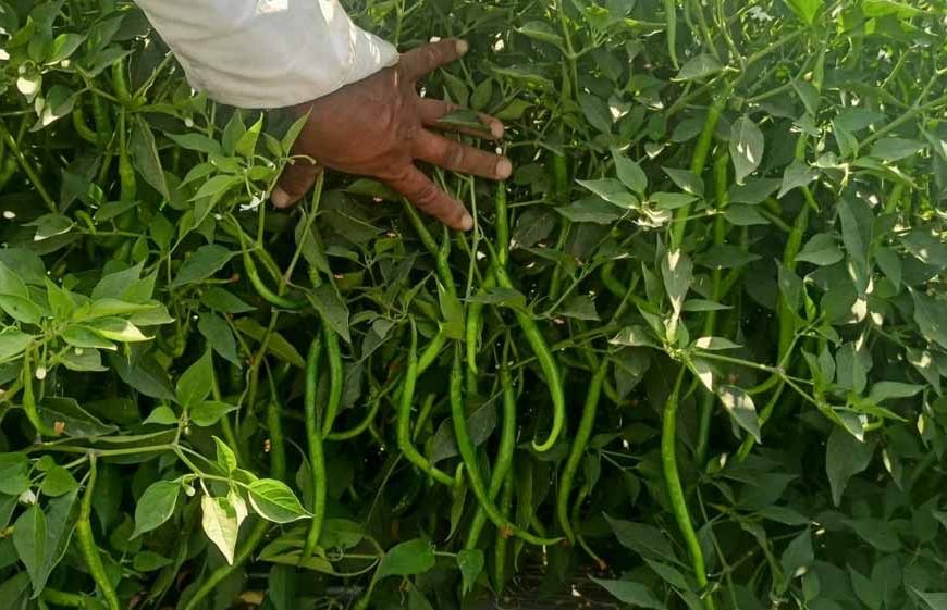 हरियाणा के पहाड़ी किसानों की नई पहल, प्राकृतिक मिर्च की आधुनिक खेती से बढ़ेगी आय