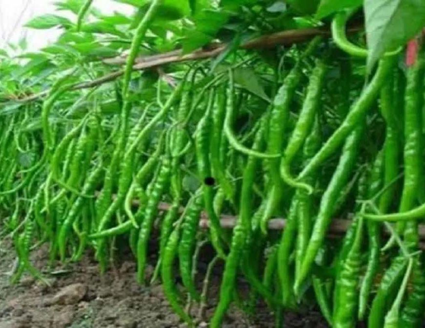 पहाड़ी क्षेत्र मोरनी में जैविक मिर्च खेती की नई पहल शुरू