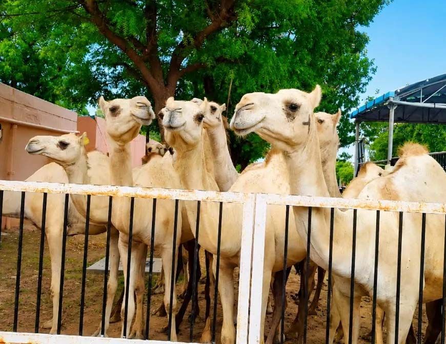 विलुप्ति की कगार पर मालवी ऊंट, संरक्षण के लिए एनआरसीसी ने बढ़ाया कदम