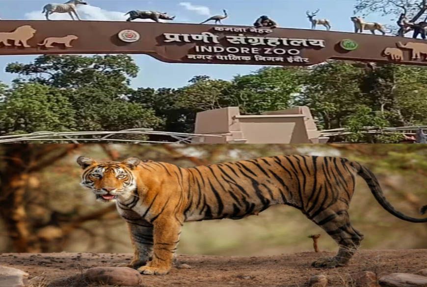 इंदौर चिड़ियाघर में बढ़ेगा आकर्षण, आएगा एक सींग वाले गैंडों का जोड़ा, 700 किमी दूर से पहुंचेगा दरियाई घोड़ा 'सतीश'