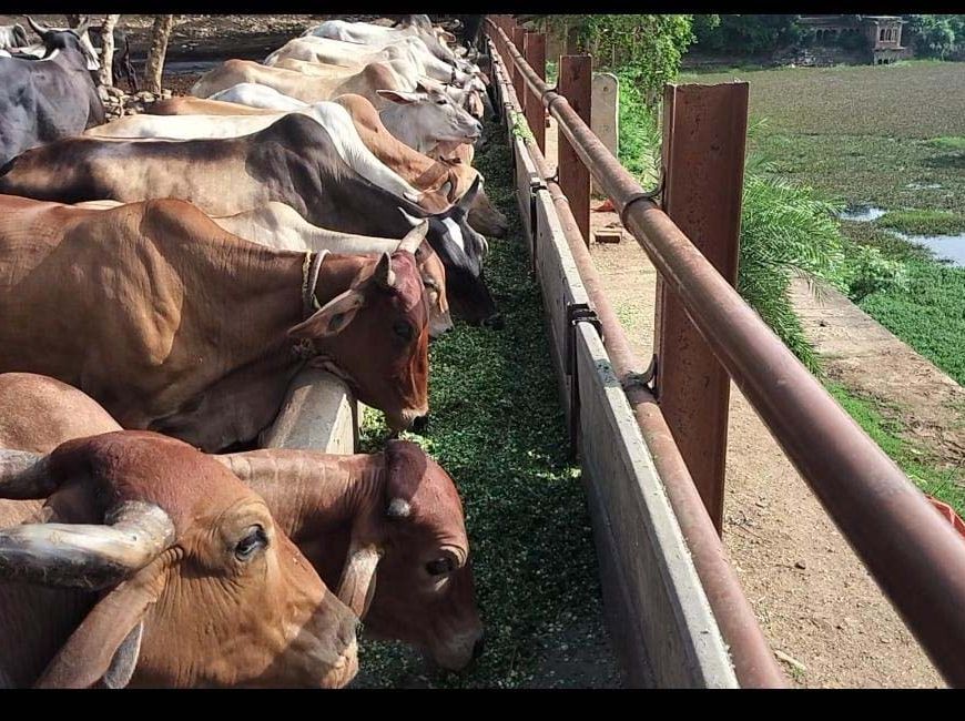 ग्वालियर में बजरंग भक्त मंडल ने की 1 टन हरे चारे से गौसेवा
