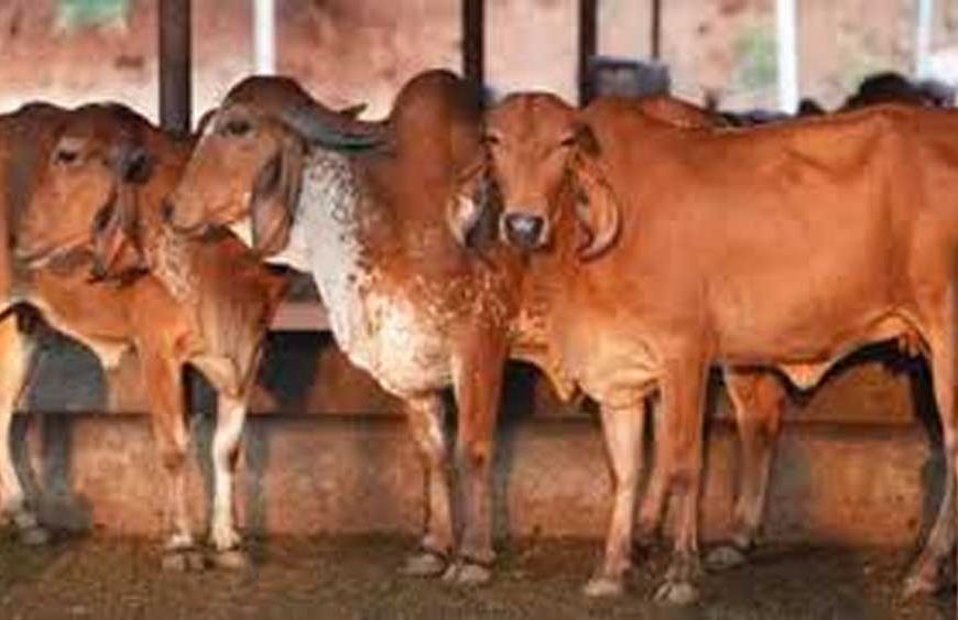 गोसंरक्षण से ग्रामीण समृद्धि: उत्तर प्रदेश का बहुआयामी विकास मॉडल दिनेश सिंह