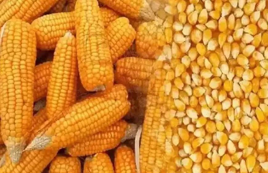 मक्का किसानों को एचएयू की सलाह, फाल आर्मीवर्म से बचाएं फसल