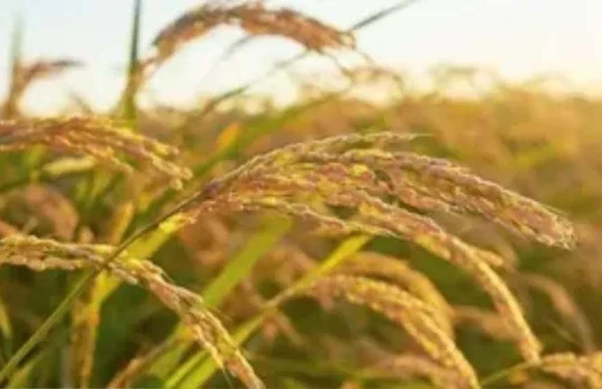 हरियाणा में धान पर फिजी वायरस का कहर, 1500 एकड़ फसल प्रभावित, किसान चिंतित