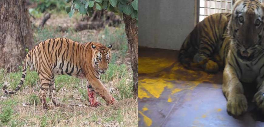 युवराज बाघ का खिवनी अभ्यारण से वन विहार तक का सफर