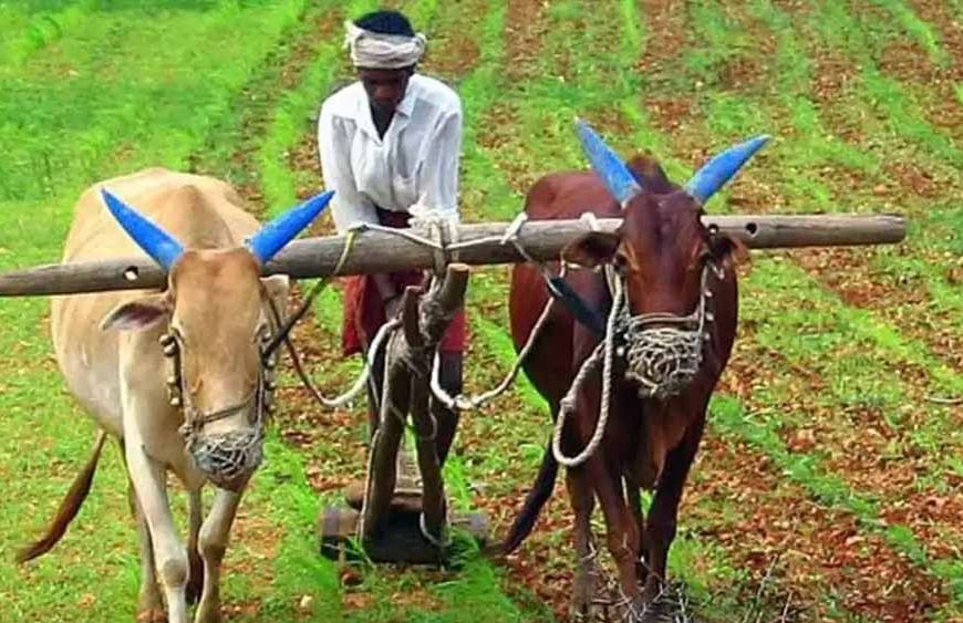 Haryana News: अगले रबी सीजन तक जारी रहेगी PM फसल बीमा योजना, किसानों को मिलेगा सुरक्षा कवच