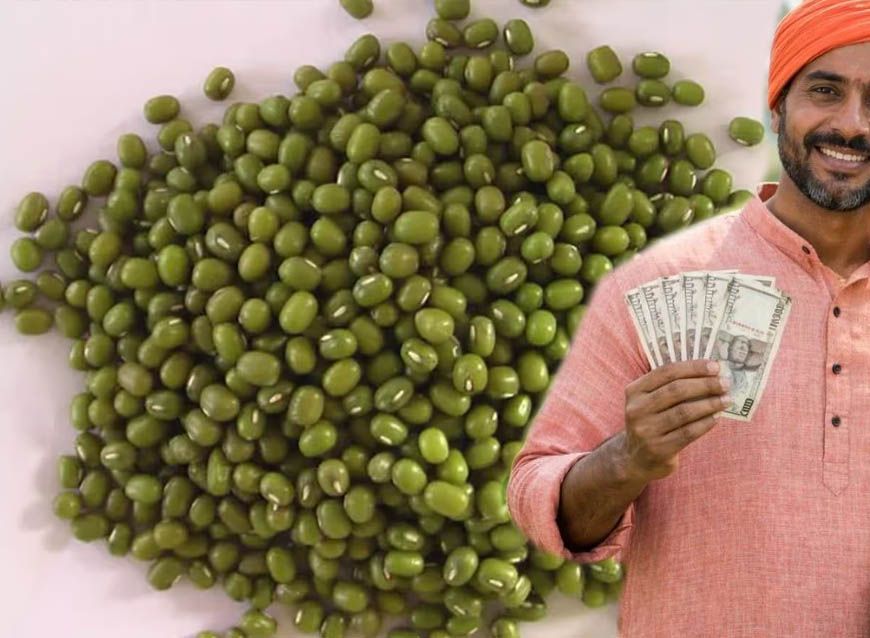 मूंग किसानों की हुई बल्ले-बल्ले! प्रदेश में रेट ₹500 प्रति क्विंटल बढ़े, सरकार की बढ़ी चिंता