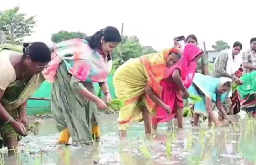 वैशाली की डीएम वर्षा सिंह खेत में उतरीं, किसानों संग की धान रोपनी