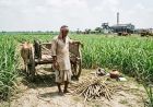 बिहार में चीनी उत्पादन घटा, बेहतर रिकवरी रेट के बावजूद चुनौती बरकरार