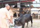 सीएम योगी की गोसंरक्षण नीति का असर : करोड़ों कमा रहे युवा, बढ़ रहा रोजगार