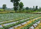 सूक्ष्म सिंचाई योजना से खेती बनी अधिक लाभकारी, ड्रिप सिंचाई अपनाकर किसान ने बढ़ाया सब्जी उत्पादन