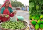 खेतों की झाड़ियों वाला कीकोड़ा बना किसानों का हरा सोना, बढ़ी कमाई
