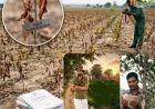 हरियाणा के बागवानी विभाग में 100 करोड़ के घोटाले पर 13 साल बाद FIR, खेतों में नहीं मिला एक भी पौधा
