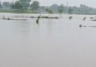 MP Weather Alert: मध्य प्रदेश के 52 जिलों में बारिश की चेतावनी, पन्ना-सतना-रीवा में भारी बारिश और उफान पर नदियां