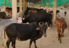 हरियाणा में गोशालाएं बढ़कर 650 हुईं, बजट 600 करोड़ रुपये तक पहुंचा