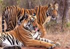MP में ‘Cat-22’ का संकट! 8 महीने में 45 से ज्यादा बाघों की मौत, 50 इंसानों ने भी गंवाई जान