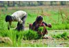 झारखंड में किसानों के लिए बड़ा फैसला, भूमि संरक्षण योजनाओं पर मंत्री ने दिखाई सख्ती