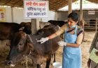 लम्पी स्किन डिजीज को लेकर पशुपालकों को अलर्ट, लक्षण दिखते ही करें सूचना