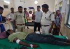 बाघिन ने किया चरवाहे पर हमला, भैंसों की वफादारी से बची जान